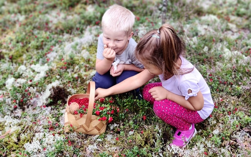Kids picking lingonberries_EAS